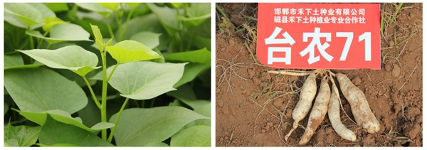 臺農71
